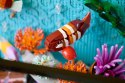 LEGO Icons 10366 - Tropikalne akwarium