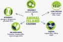 ANIMAL ISLAND kurczak w rosole karma dla kota monopak 40x85g