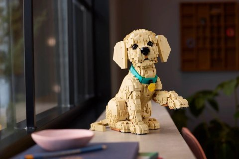 LEGO 11384 Icons - Szczeniak golden retriever