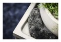 Electrolux KIT21 Zestaw akcesoriów Pionowy odkurzacz