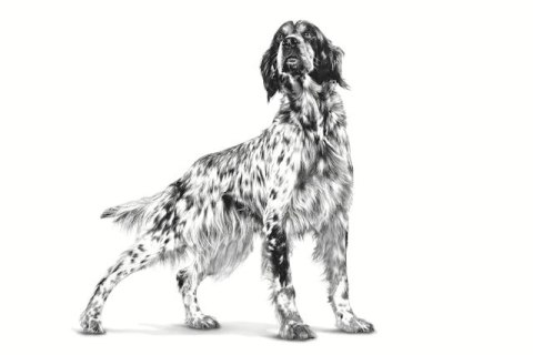 ROYAL CANIN Hypoallergenic - sucha karma dla psa - 2kg