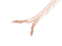 Lanberg Kabel głośnikowy 2X1.5mm2, 25m | SC-2X15-10CC-0250-TR